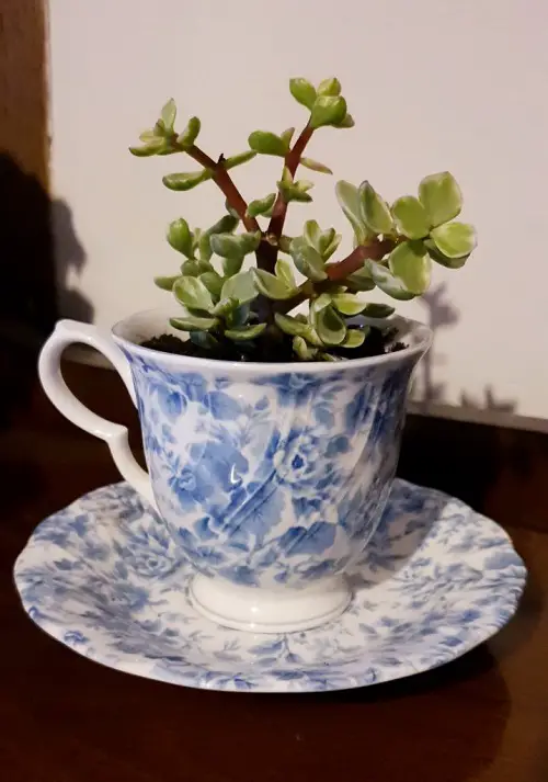 Succulents in Teacup 3