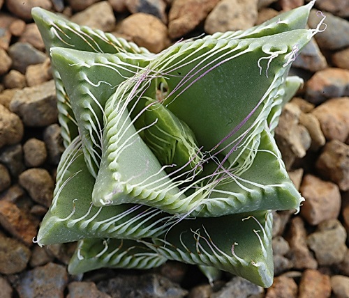 Succulents that Look Like Animals