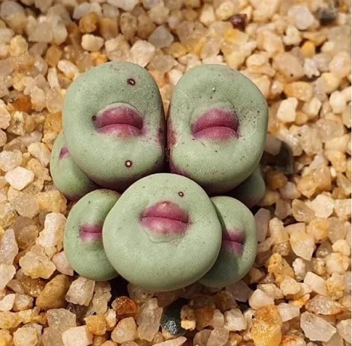 Succulents That Look Like Lips