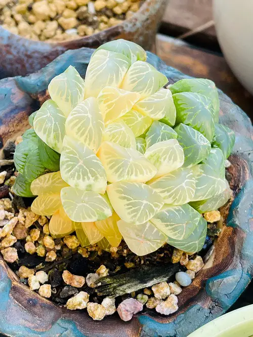 best Crystal Clear Succulents That Look Transparent and Rare