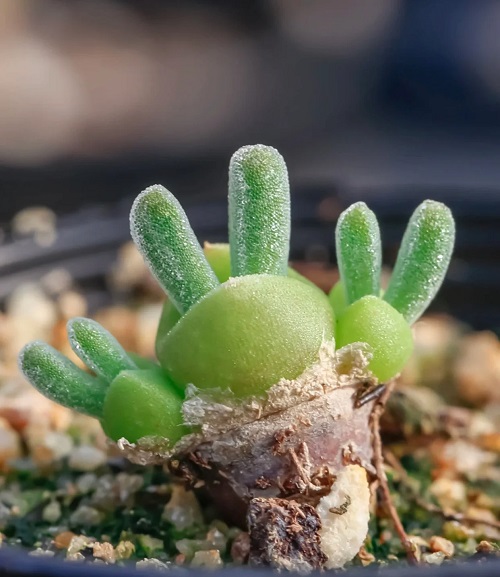 best Succulents that Look Like Animals