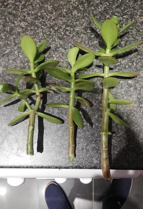 Jade Plant Propagation Ideas from Stem