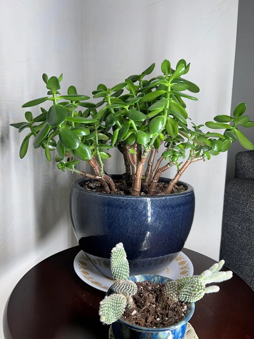 Succulents That Do Best in Corner Tables 5