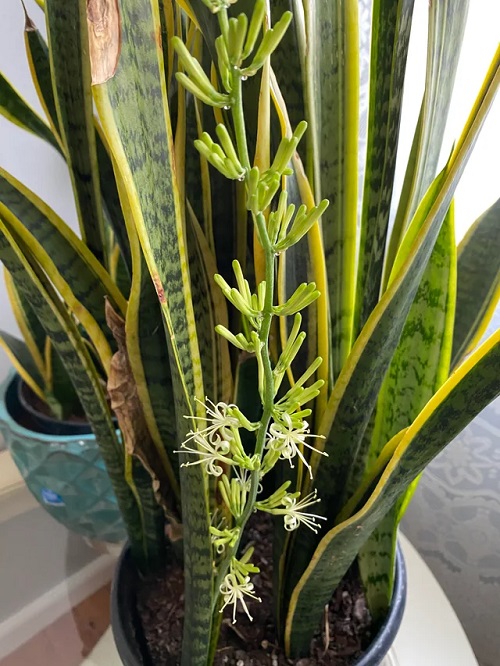 Root bound Snake Plant to Bloom