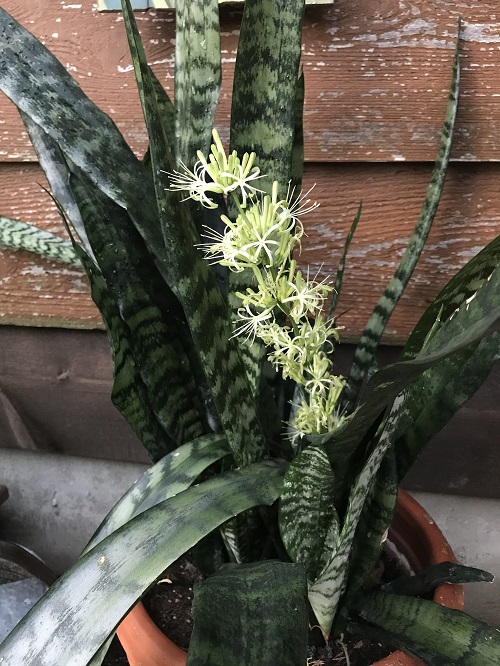 Soil requirement in Snake Plant to Bloom