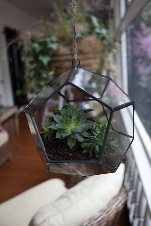 Indoor Succulent display ideas 

