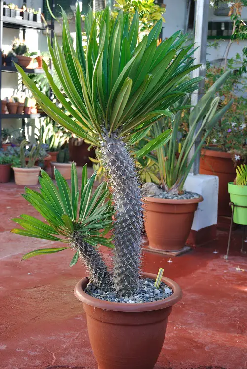 Madagascar Palm in pot