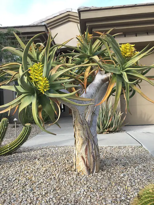  Outdoor Succulents That Look Like Trees 