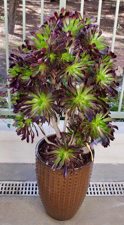 Succulent Garden Plant 3