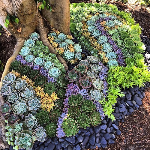 how to create a succulent rock garden 5