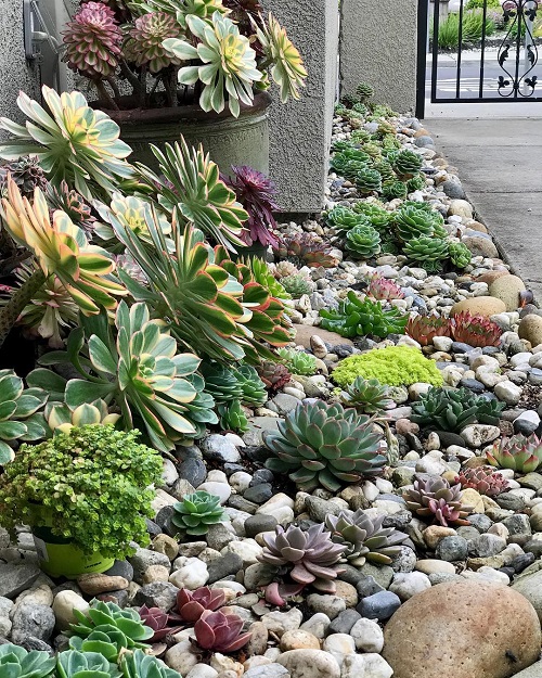 easy DIY succulent rock garden 2