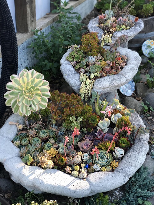 easy DIY succulent rock garden 4