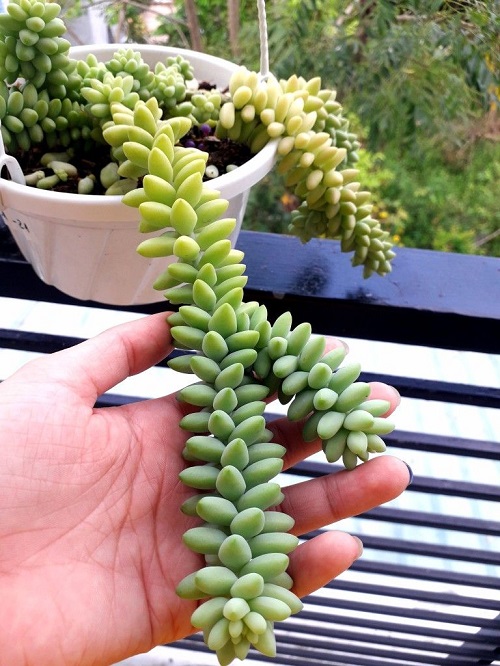 Beautiful Succulent  Plant 1