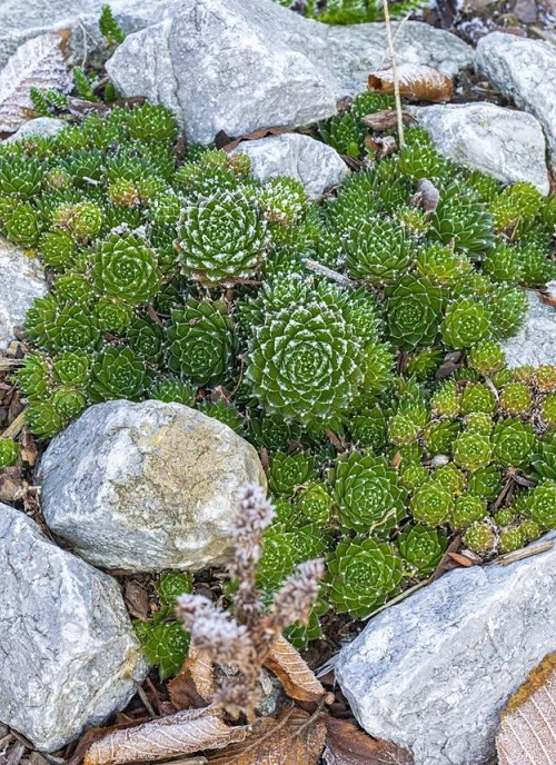 best succulent rock arrangements 