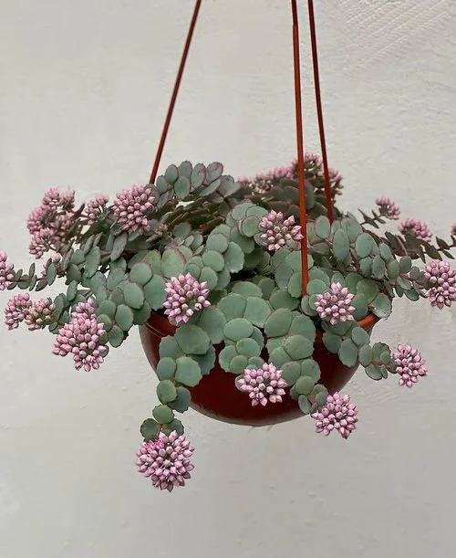 Sedum sieboldii Succulents 