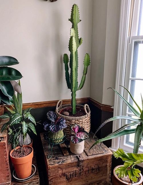 Common Succulent Plant 5