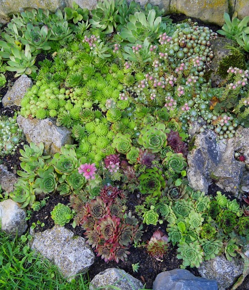 succulent rock arrangements for garden 2