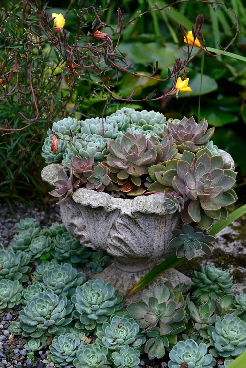 succulent rock arrangements for garden 4