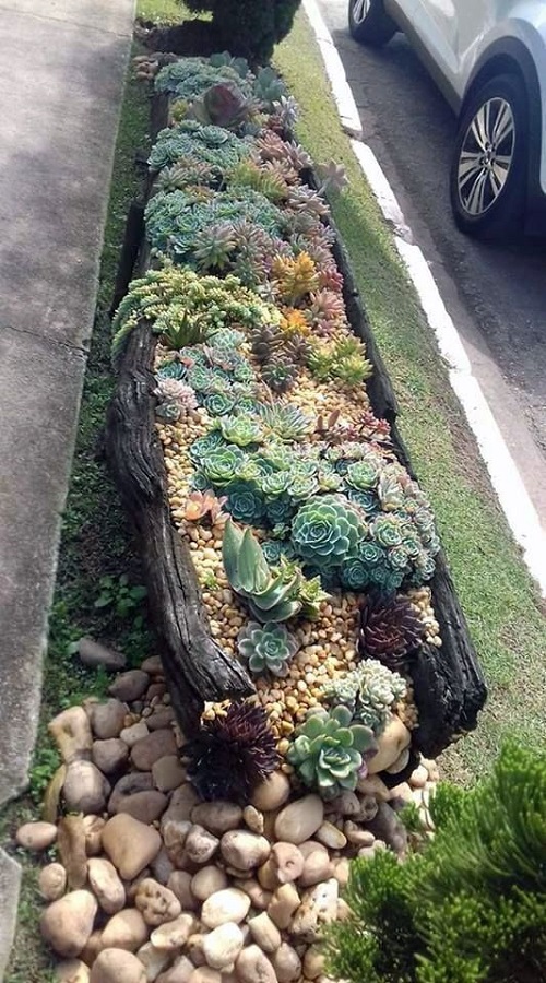 logwood succulent rock garden idea