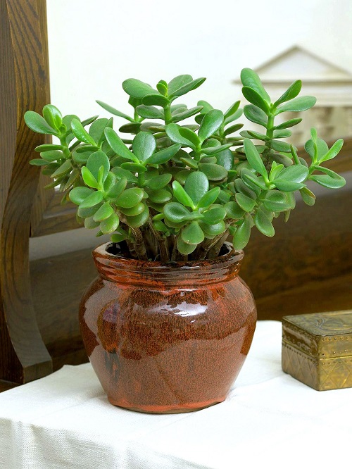Indoor Succulent Plant 2