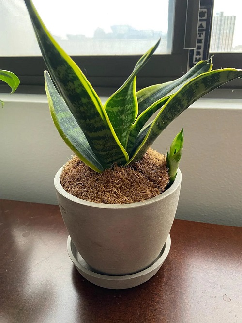 Snake Plant Increase Natural Light 1