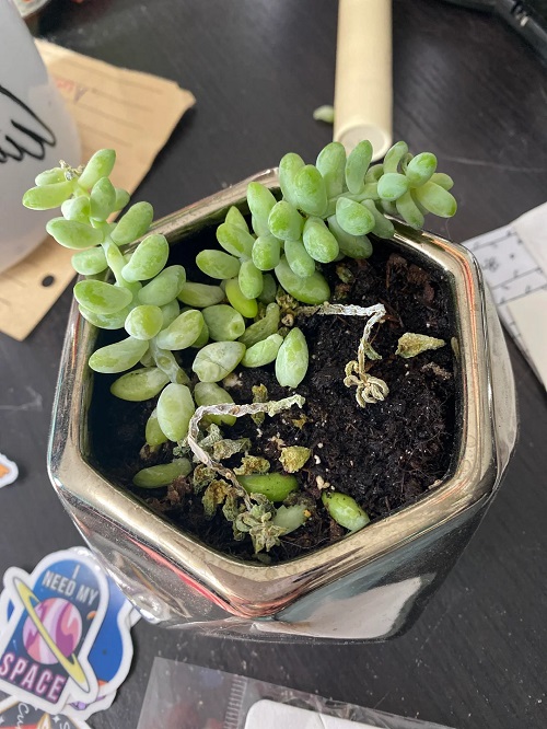 Burro's Tail Transparent Leaves 1