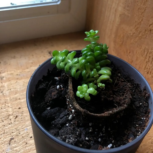 Burro's Tail Transparent Leaves 1