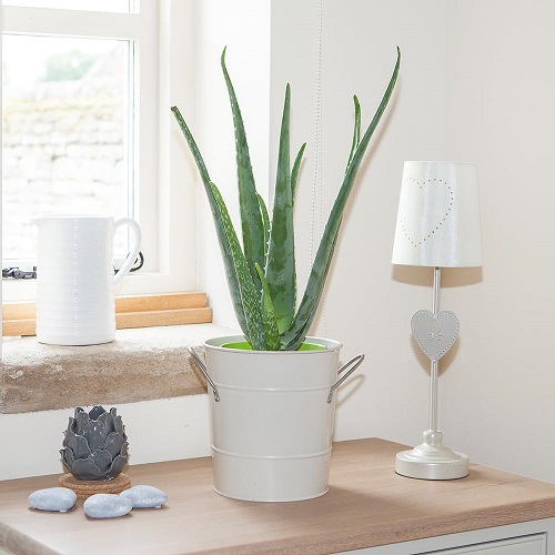 Common Succulent Plant 3