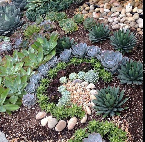 how to create a succulent rock garden 2