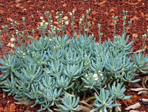 Blue Chalksticks Succulent Ground Covers 1