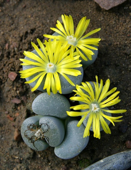 Succulent Garden Plant 4