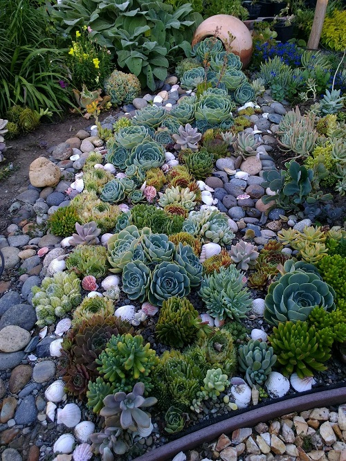 how to create a succulent rock garden 4