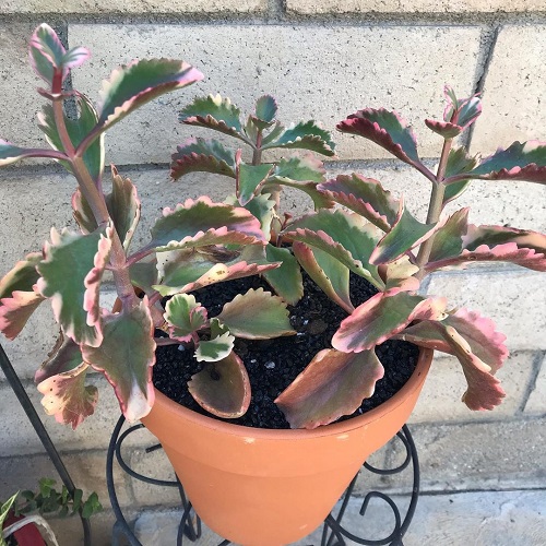 Kalanchoe Varieties Have Minimal Demands