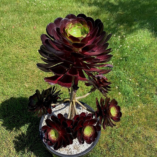 Aeonium ‘Cyclops’ Succulent Plant 1