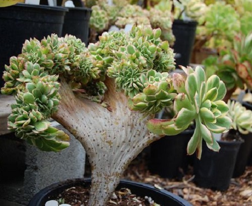 Aeonium ‘Sunburst Cristatum’