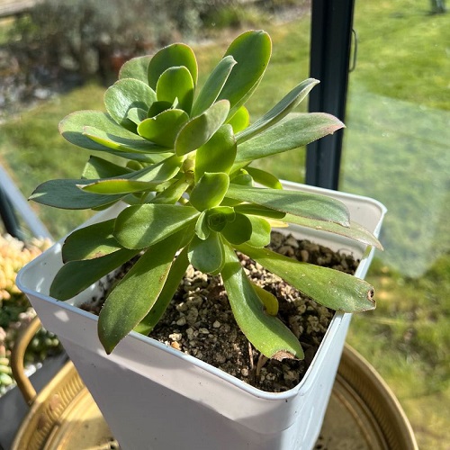 Aeonium gorgoneum