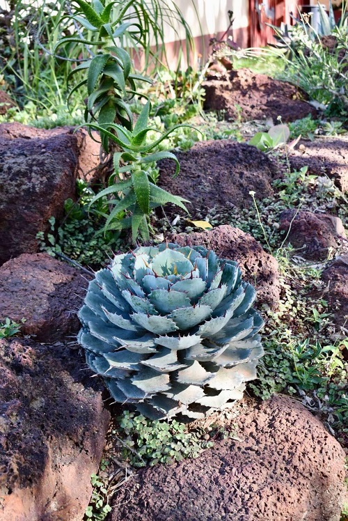 Outdoor Blue Succulents plant 3