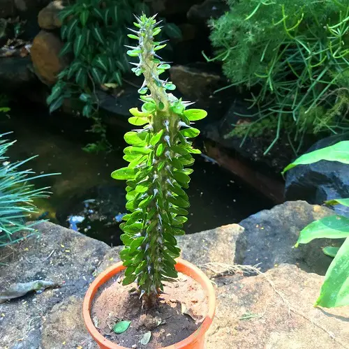 Madagascar Ocotillo Plant 1