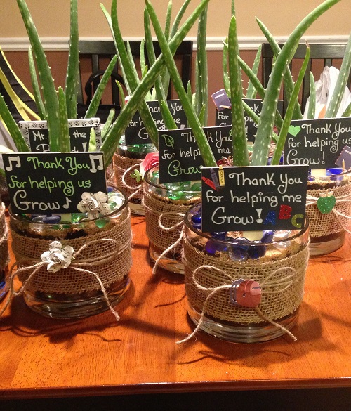 Beautiful Succulents for Party Favors 2