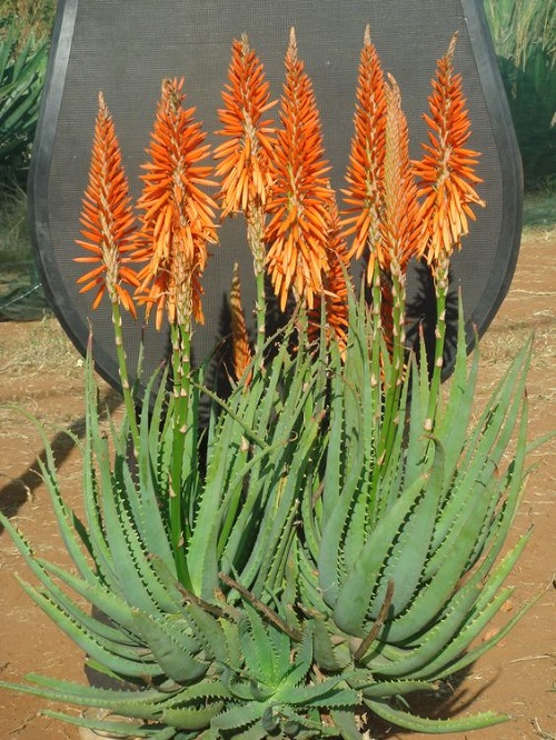 aloe with Different Color Flowers 