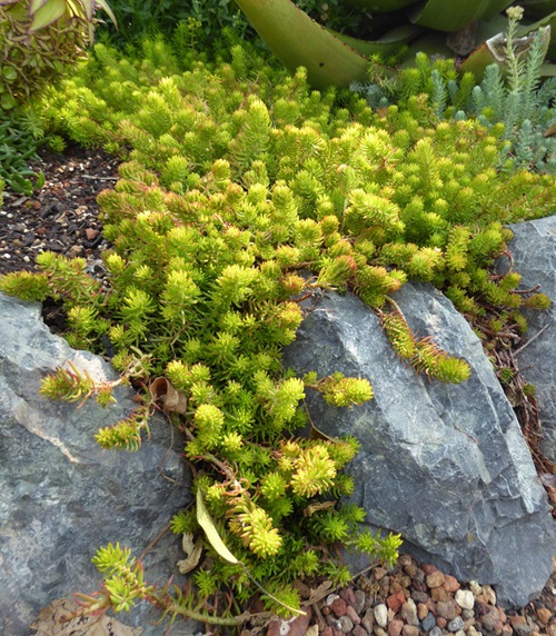 Outdoor Succulent Ground Covers 4