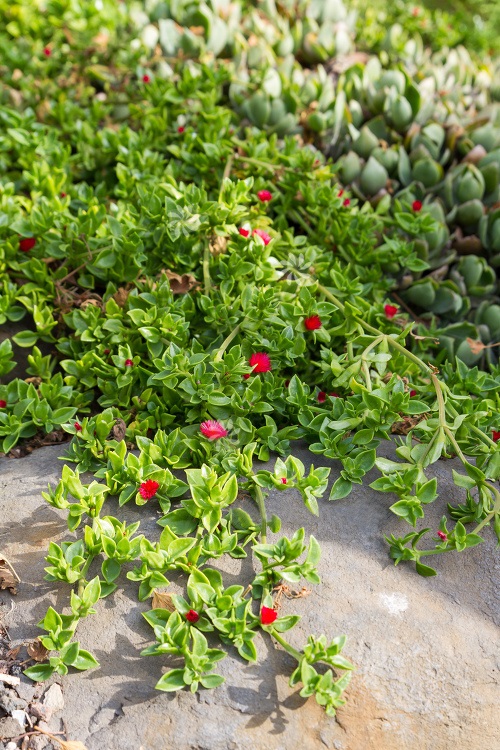 Best Succulent Ground Covers 1