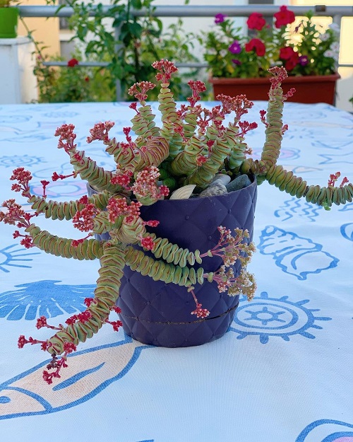 Succulents with Different Color Flowers 3