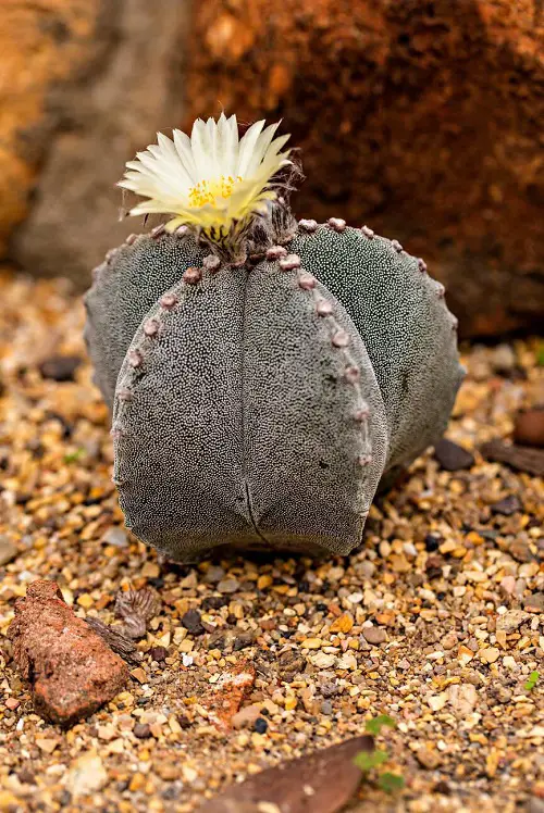 Bishop’s Cap.