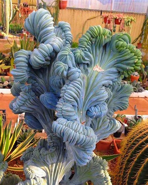 Outdoor Blue Succulents plant 2