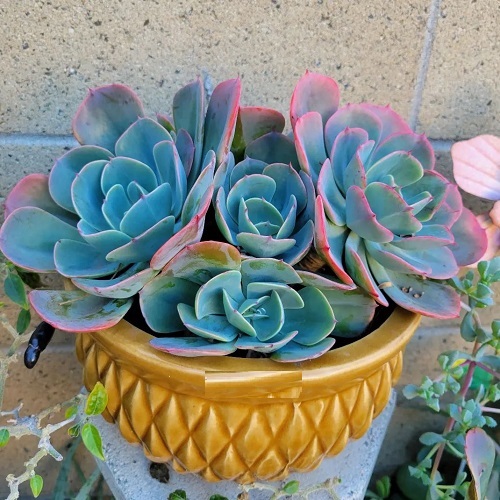 Best Blue Succulents 3