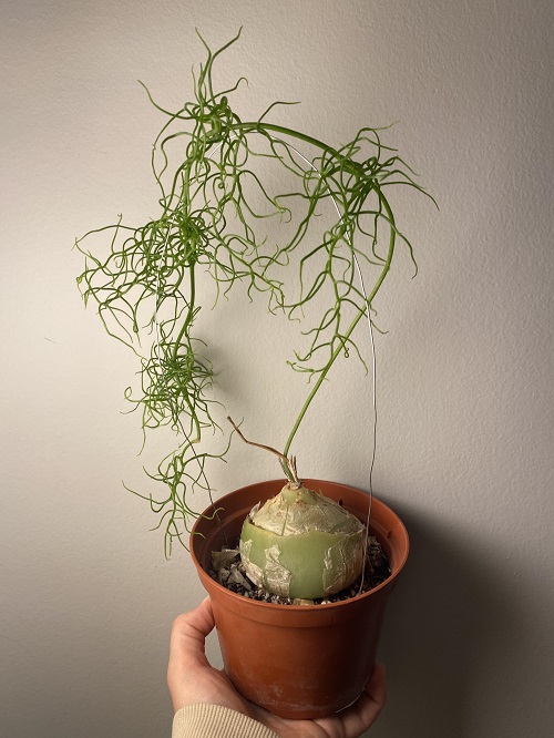 Climbing Onion indoor plant