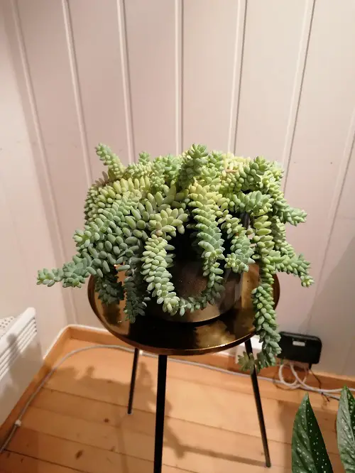 Latest  Succulent Table Decoration 7