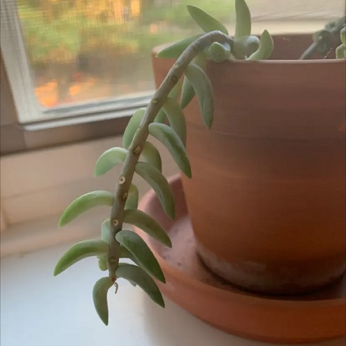 Burro's Tail  Mushy Stems 1