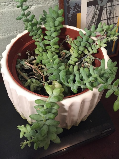 Burro's Tail  Wilting Leaves 1